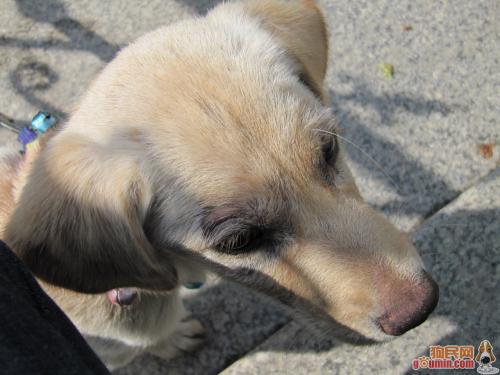什么狗狗不掉毛没体味又好养中型犬，什么狗狗不掉毛没体味又好养便宜