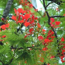异花授粉和土壤酸碱失衡哪个不能让梨树结实更好，草莓异花授粉