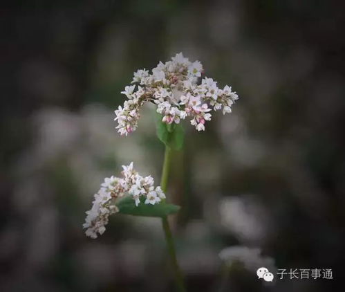 月明荞麦花如雪表达了诗人怎样的感情，月明荞麦花如雪是怎样的景象