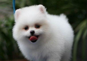 球形博美能长多大，球形博美犬