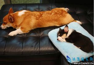 什么狗不掉毛