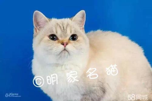 幼猫是几个月到几个月，猫到几个月就不用吃幼猫粮了