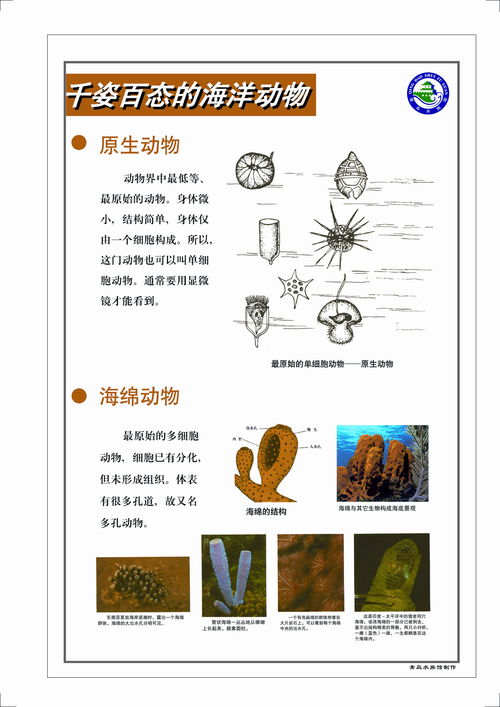 海绵是动物还是植物
