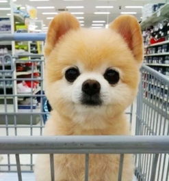 俊介犬价钱，俊介成犬多少斤
