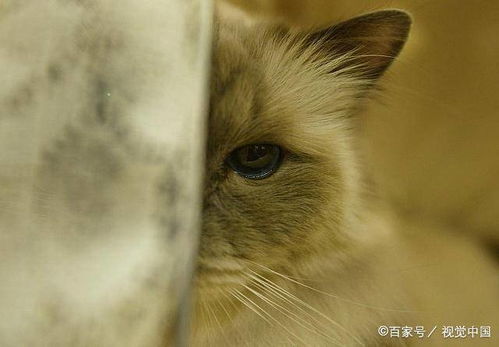 如何不让母猫叼着小猫搬家???、