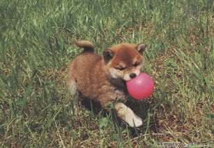 柴犬奇迹物语完整版免费，日本柴犬奇迹物语