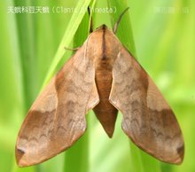 如何防治豆天蛾?