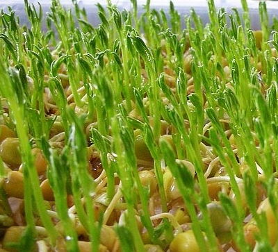 豆芽怎么种植