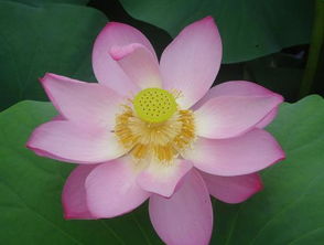 江南的莲花什么时候开，莲花什么时候开的最盛