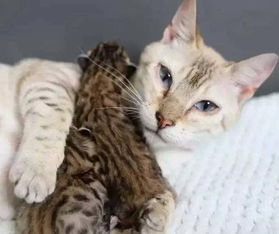 怎样防止母猫转移小猫 知乎，怎样防止母猫转移小猫病毒