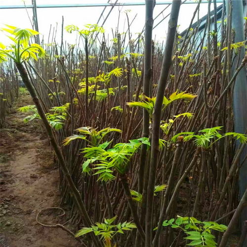 香椿苗栽培种植技术，草莓种植槽多少钱一米