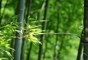 竹子的品格体现的不正是我们中华民族自强不息，竹子的品质和象征意义