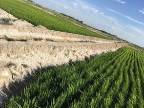 盐碱地改良方法