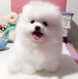 俊介是推特上十分有名的一种宠物犬,那么俊介是什么品种?