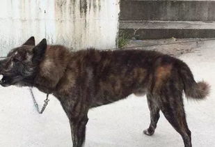 虎斑犬为什么不能养?