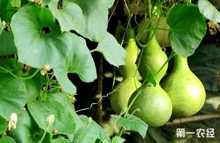 葫芦种子怎么种 葫芦种子种植方法