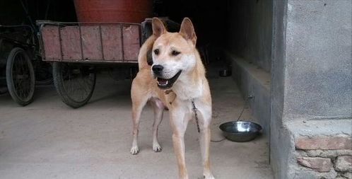 虎斑犬的优点和缺点，虎斑犬图片及价格
