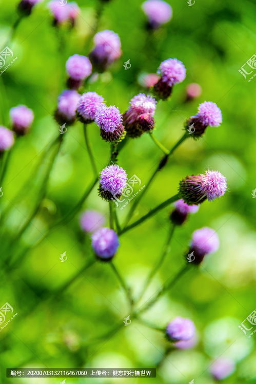 这个植物的学名叫什么?