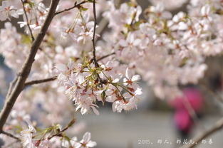 樱花梅花桃花海棠花如何辨别?它们有什么区别?