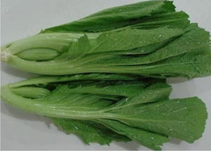 芥菜是什么菜