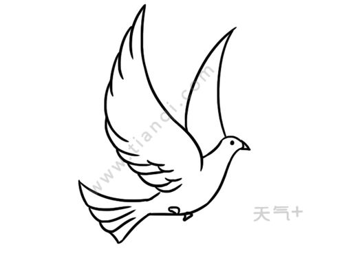 白鸽简笔画三步完成 飞翔，1一3岁儿童简笔画