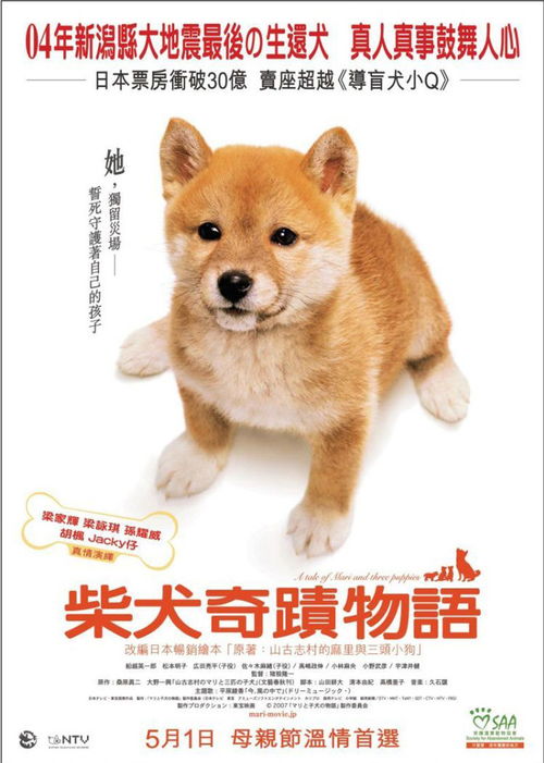 谁知道这部关于小狗的电影叫什么???