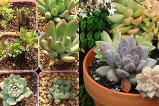 室内养多肉植物的养殖方法和注意事项，法师多肉植物的养殖方法和注意事项