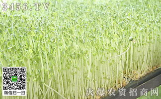 水培豆芽怎么种植，豆芽怎么种植自制豆芽