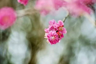 桃花是什么味道怎么写，桃花是什么味道的香水