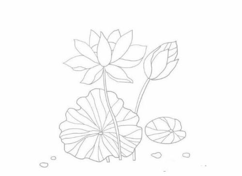 荷叶怎么画漂亮又简单 儿童画，荷叶怎么画漂亮又简单,不加荷花