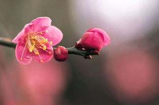 春天哪些花开了简笔画，春天都开了哪些花