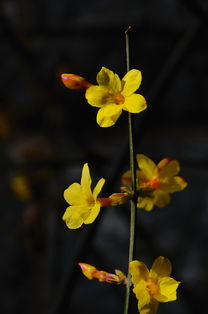 迎春花有香气吗?