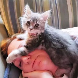 喜欢猫的女人性格(说喜欢猫的女人容易出轨)