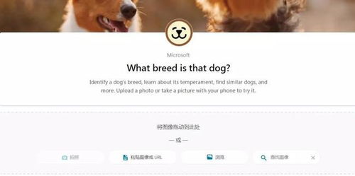 手机怎么搜图片出处