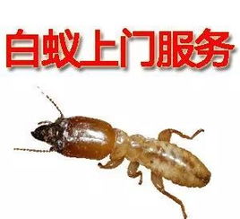 除白蚁收费，除白蚁的药对身体有害吗