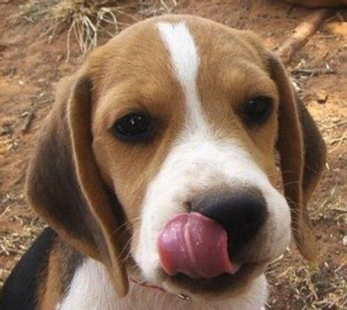 看家犬哪种犬好小型犬，护院又不乱咬人的犬类