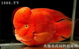 财神鱼和鹦鹉鱼有什么区别?