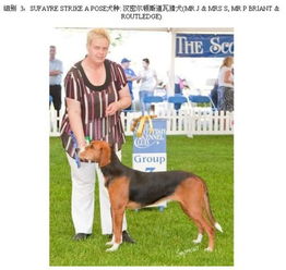 短毛中型犬图片，短毛中型犬黑色