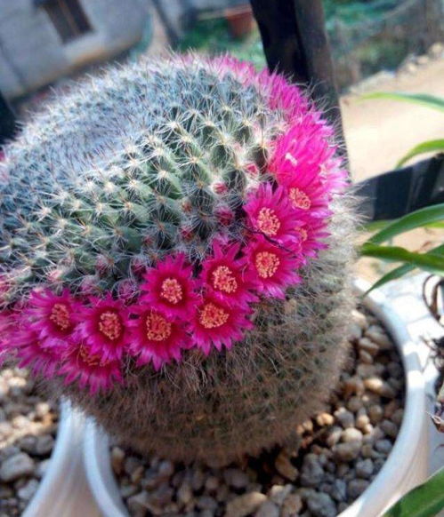 玉翁仙人球怎么养开花