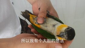 哪里能买到红嘴山鸦?