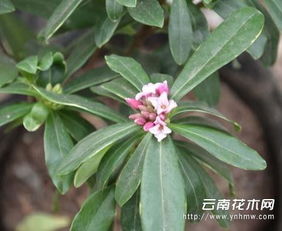 瑞香花怎么养护，瑞香花怎么养及注意事项瑞花落叶