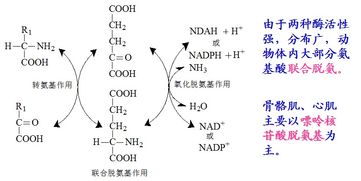 牛肉氨基酸的作用及功能，氨基酸的功效与作用适合哪些人