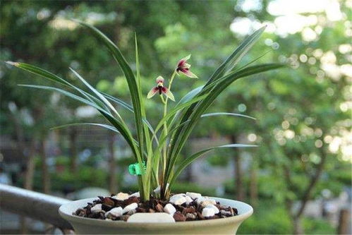 兰花什么时候开花