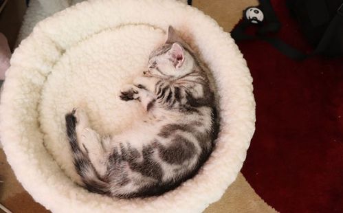 想把猫卖掉用什么平台，凌晨3一4点猫叫要警惕