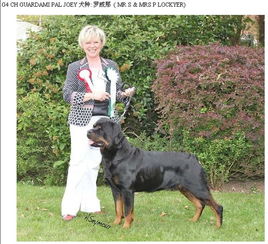短毛犬有哪些