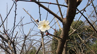 茶梅花几月份开花一年开几次