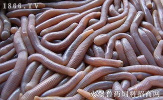 沙虫的功效与作用禁忌，沙虫的功效与作用图片