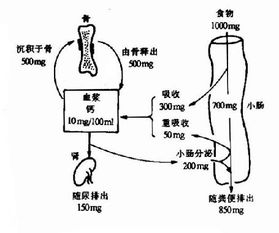 什么促进钙的吸收老年人，什么钙吸收效果最好