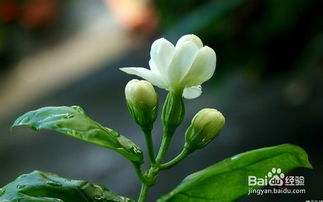 茉莉花的养殖方法