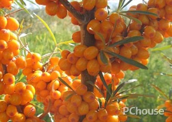 沙棘怎么食用